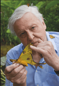 I imagined the commentary of drivers' behaviour as on a wildlife documentary